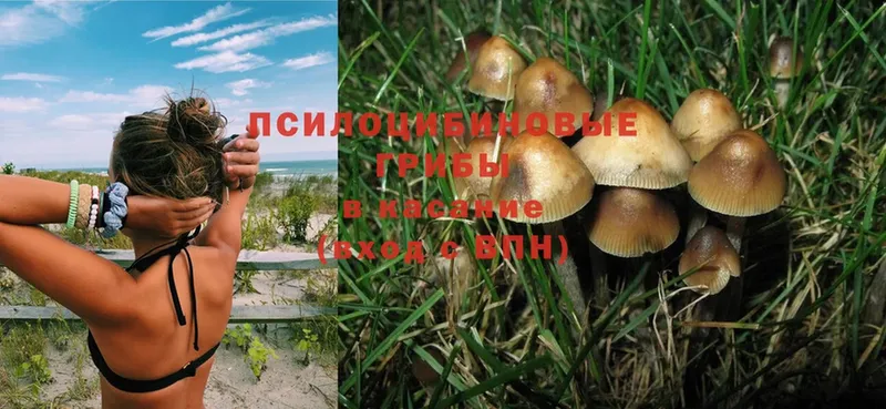 Псилоцибиновые грибы Psilocybine cubensis  Нягань 